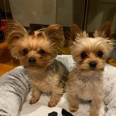 Mia Bella ๐ & Romeo ๐ profile