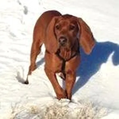 Coonhound Lovers profile