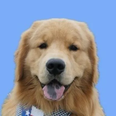 Cooper the Golden Retriever profile