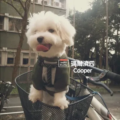 瑪爾濟四Cooper profile