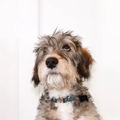 Cooper (Coop) profile