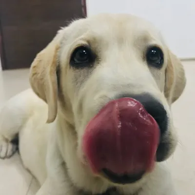 Cooper the Pup profile