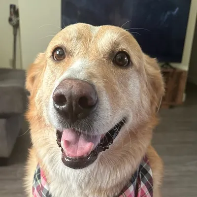 Cooper profile
