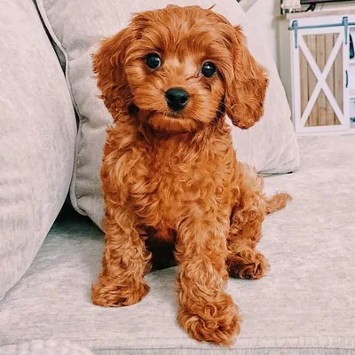 🐾Cooper🐾 profile