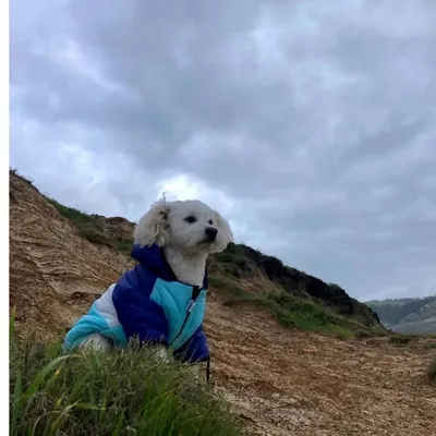 Copito Ignacio🐾🇨🇱 profile