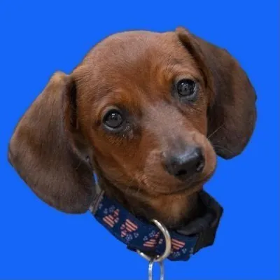 ๐ถ Copper the Mini Doxie ๐ธ๐ profile