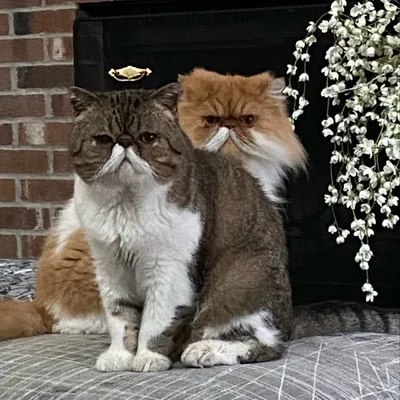 COPPERFIELDANDSYDNEY profile