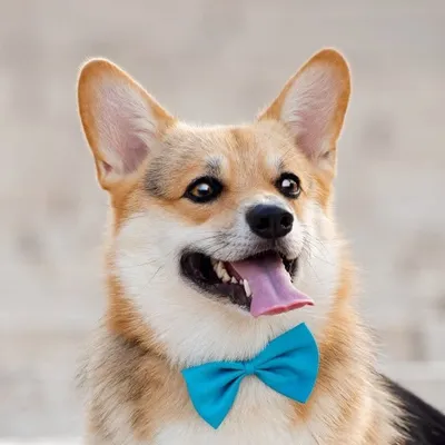 Elvis The Corgi profile