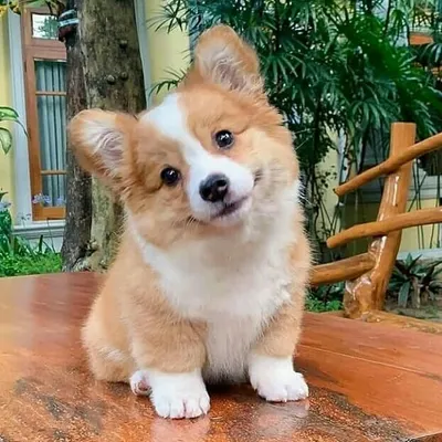 corgi_heaven profile