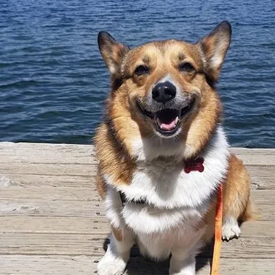 Welcome to Corgi Nation! profile