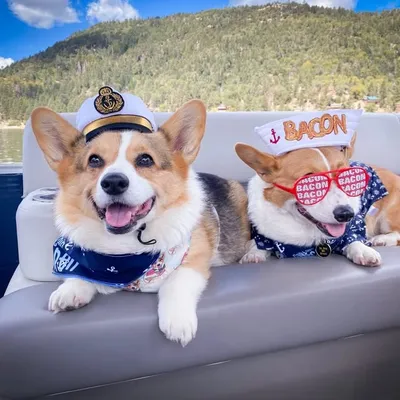 Corgi Club Aspen profile