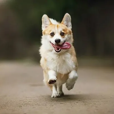 Corgi is heart profile