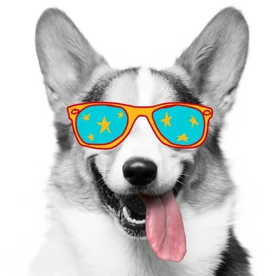 Great Gatsby Corgi profile