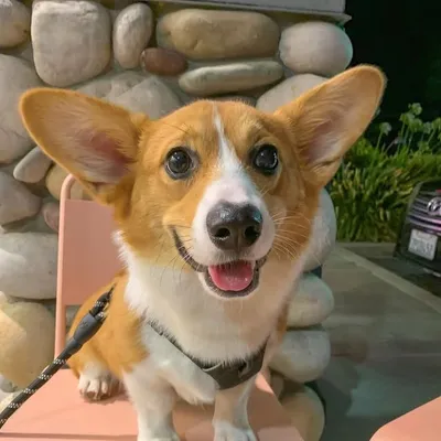 Corgi Lovers profile