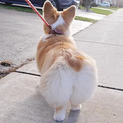 Corgis ❤ profile