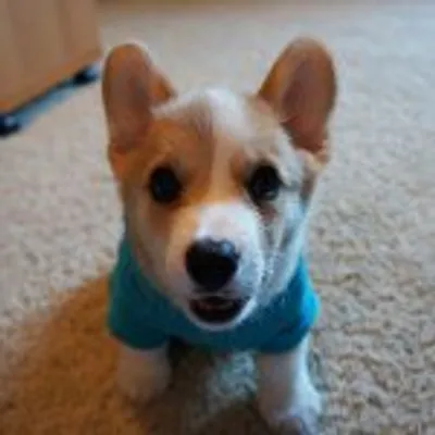 Corgnelius & Stumphrey profile