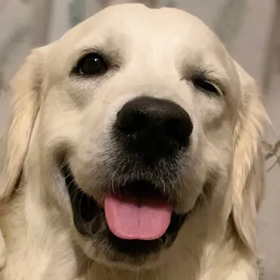 Cosmo The Cream profile