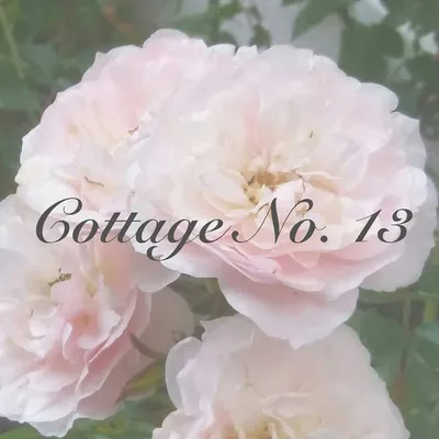 Cottage No. 13 profile