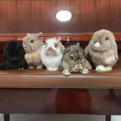 5 happy bunnies living in ☀️sg profile