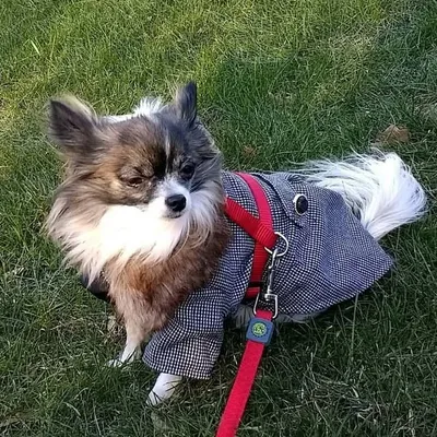 Sheela ♡ the chihuahua profile