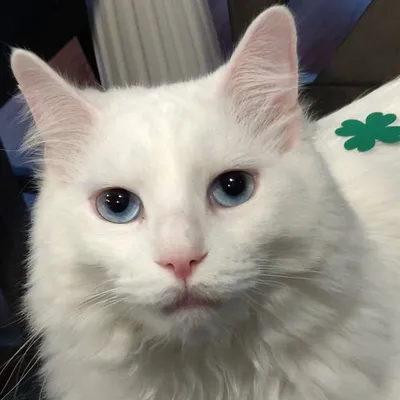 Count Chocula the cat profile