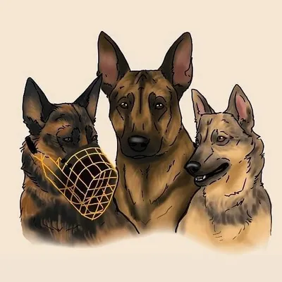 two and a half Malinois ✨ profile