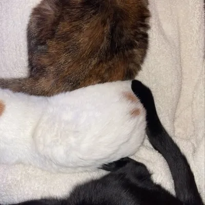 Mabel, Annabella & Ray (RAM) profile