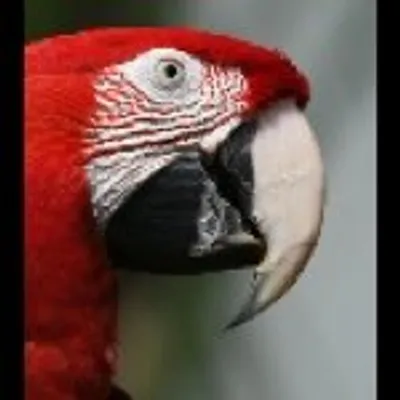 Corey profile