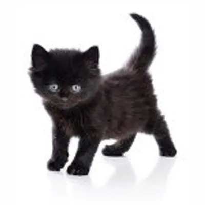 Crazy For Black Cats profile