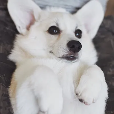 Creamy the Corgi profile