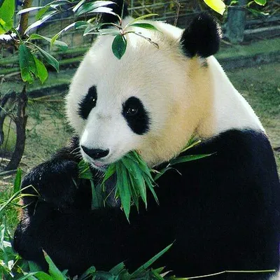 CrèatifPanda🐼 profile