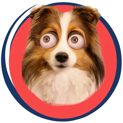 Cricket the Sheltie Chronicles profile