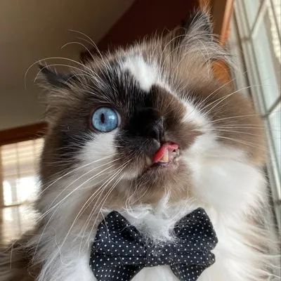 Mr. Cricket ๐บ profile