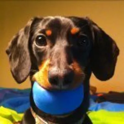 Crusoe the Dachshund profile