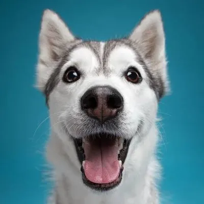 Animal Lovers ❤ profile