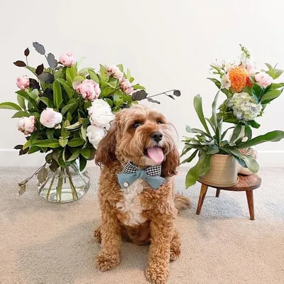 Cairo The Cavoodle ✩ profile