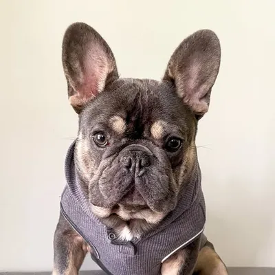Cudi the Frenchie profile