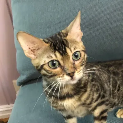 currythebengal profile