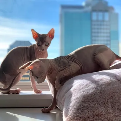 CuteCatzHome profile