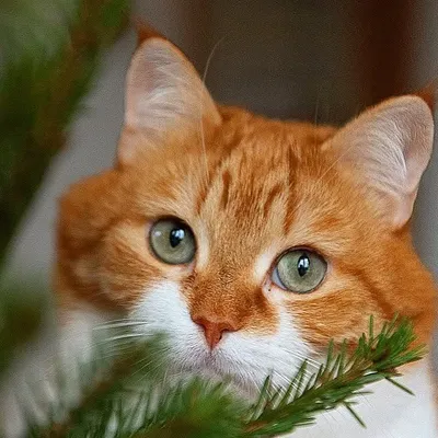 Cute Snow Ginger Cat profile