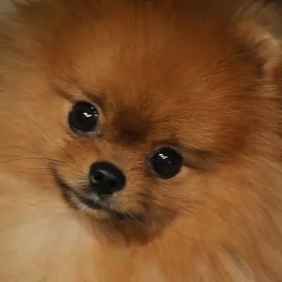 Toby the Adorable Pomeranian profile