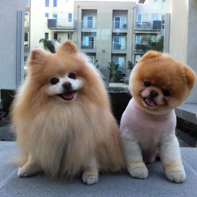 Pets_love profile