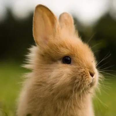 Bunny World profile