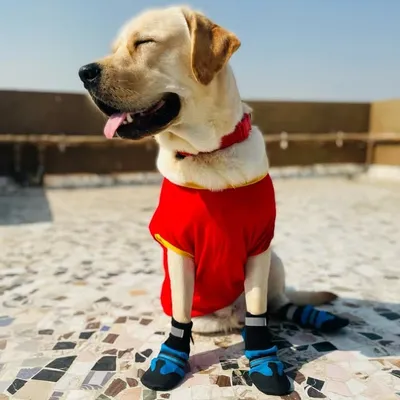 Simba_the_Labrador profile