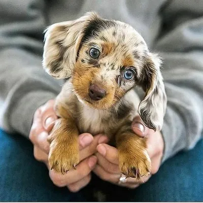 Cute Animal Shows ❤️ profile