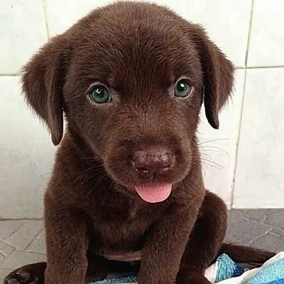 Best Animals of Internet🐶 profile