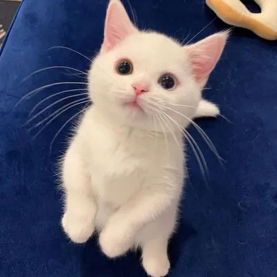 Cat Videos & Photos profile