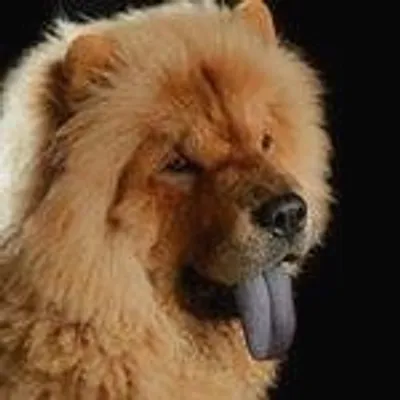 Cute Chow Chows profile