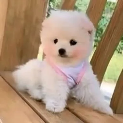 Furry Moments profile