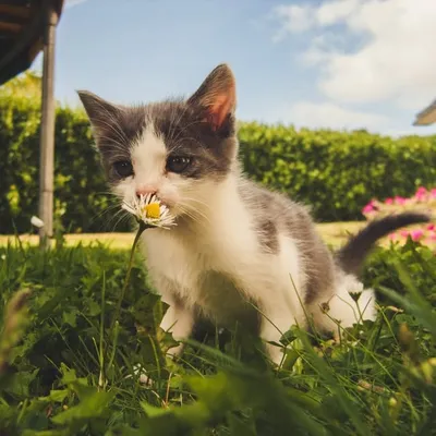 Welcome to the kittens world profile